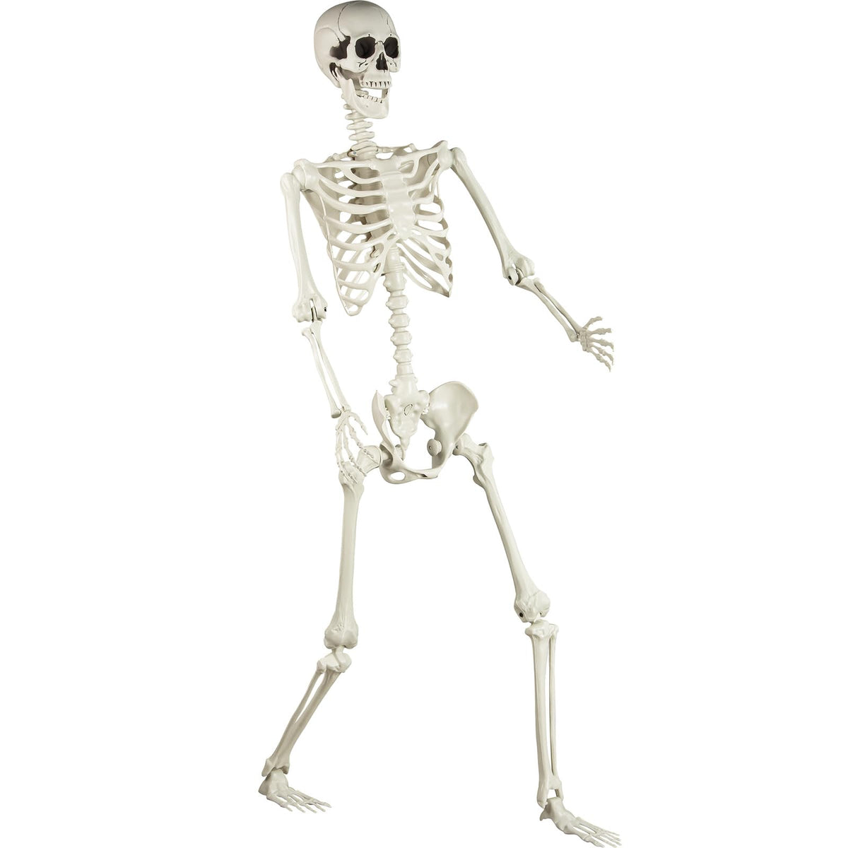 5.4 ft Posable Life Size Skeleton with Movable Joints U443716