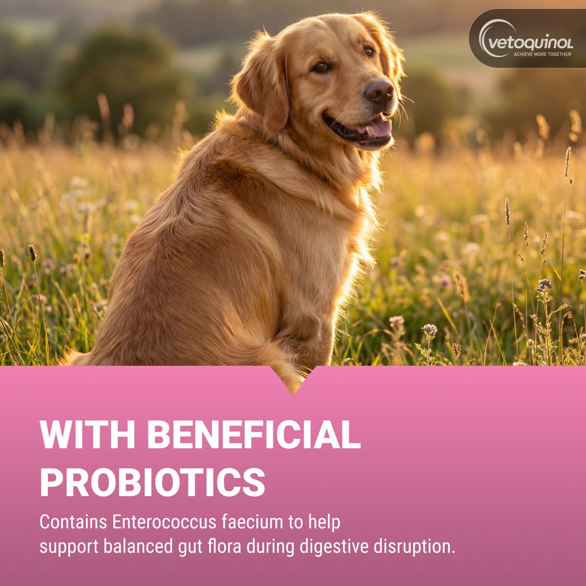 Chewable Probiotic for Pets 250 Count I735