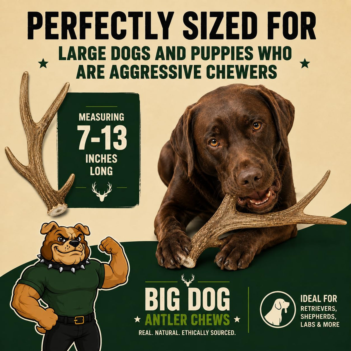XL Deer Antler Dog Chew U22808